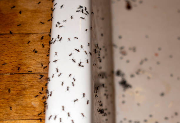 Trusted South Hill, WA Pest Control Experts