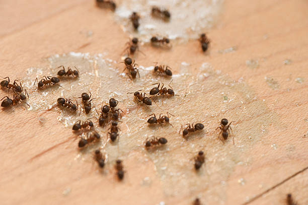 Best Affordable Pest Control Services  in South Hill, WA