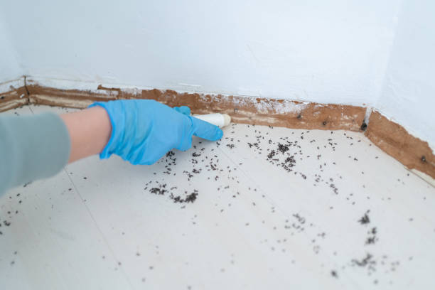 Best Pest Removal Services  in South Hill, WA