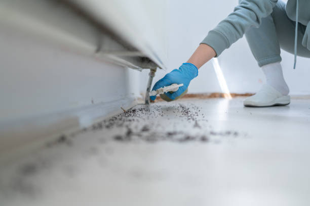 Best Flea Control Services  in South Hill, WA